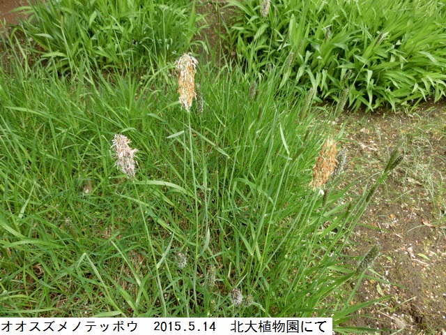oosuzumenoteppou-05-14-2015-0693.JPG